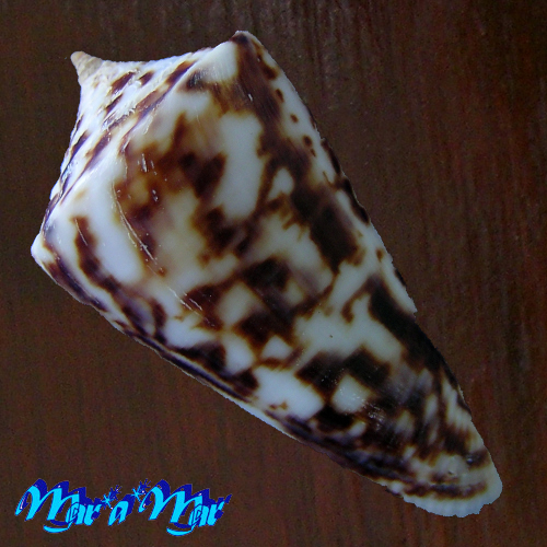 Alternative view of Conus clerii Reeve, 1844