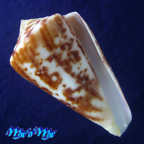 Conus clenchi Martens, 1943