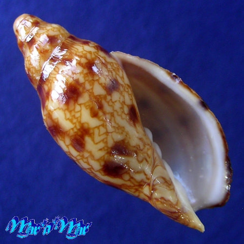 Odontocymbiola macaensis Calvo & Coltro, 1997