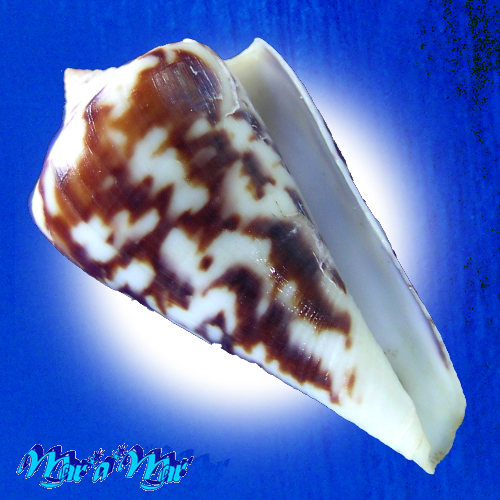 Conus clerii Reeve, 1844