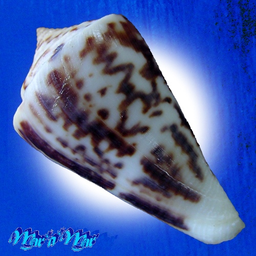 Alternative view of Conus clerii Reeve, 1844