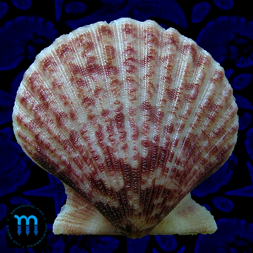 Aequipecten tehuelchus spinosula (Bavay, 1906)