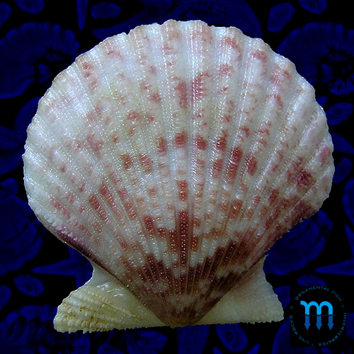 Alternative view of Aequipecten tehuelchus spinosula (Bavay, 1906)