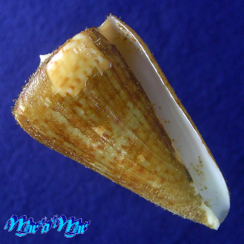 Conus clenchi Martens, 1943