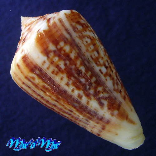 Conus clenchi Martens, 1943 - Imagem 4