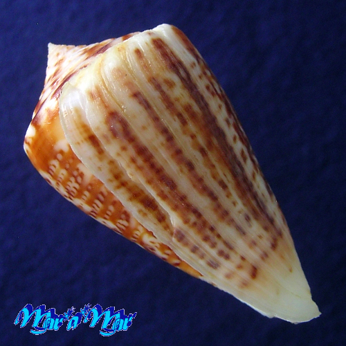 Conus clenchi Martens, 1943 - Imagem 3