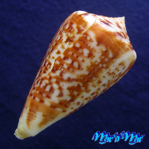 Alternative view of Conus clenchi Martens, 1943