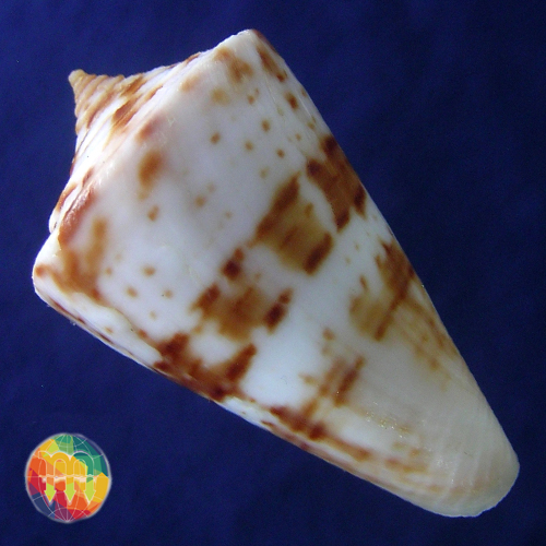 Alternative view of Conus sp.