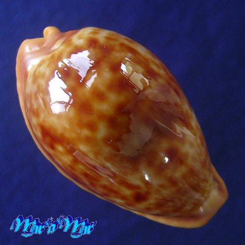 Cypraea (Propustularia) surinamensis aubryana ( Perry, 1811)