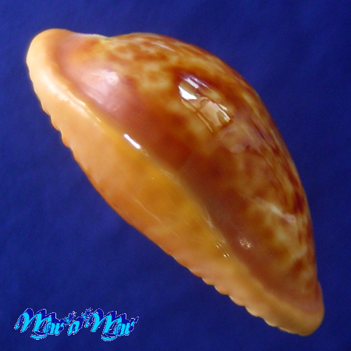 Alternative view of Cypraea (Propustularia) surinamensis aubryana ( Perry, 1811)