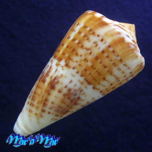 Alternative view of Conus clenchi Martens, 1943