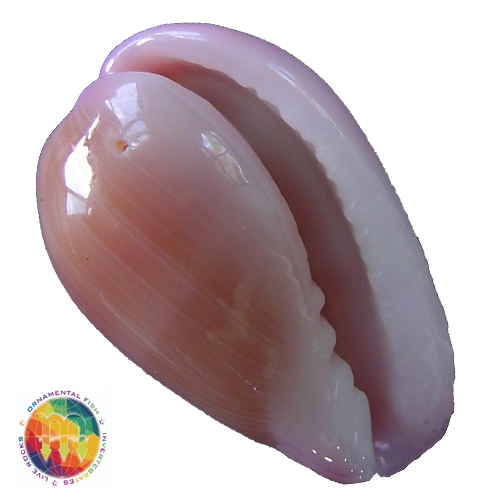 Bullata lilacina (Sowerby, 1846)