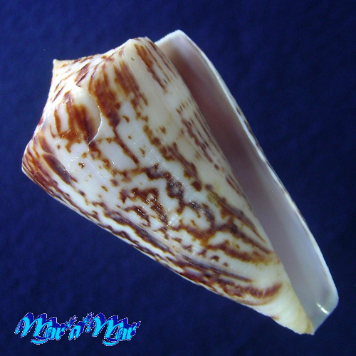 Conus clenchi Martens, 1943