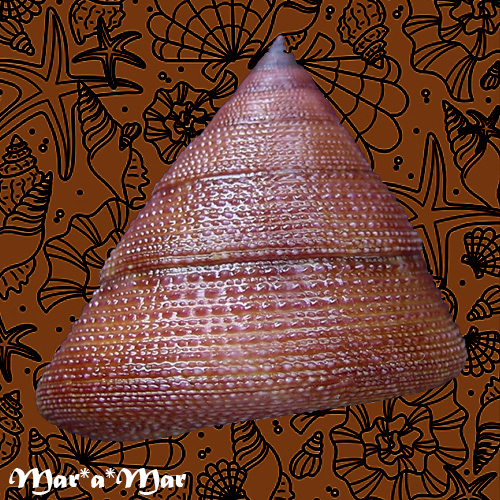 Alternative view of Calliostoma hassler Clench & Aguayo, 1939