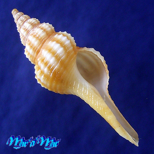 Fusinus mariaodeteae Petuch, E.J. & D.P. Berschauer, 2016