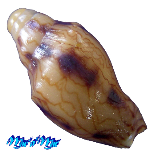 Alternative view of Odontocymbiola macaensis Calvo & Coltro, 1997