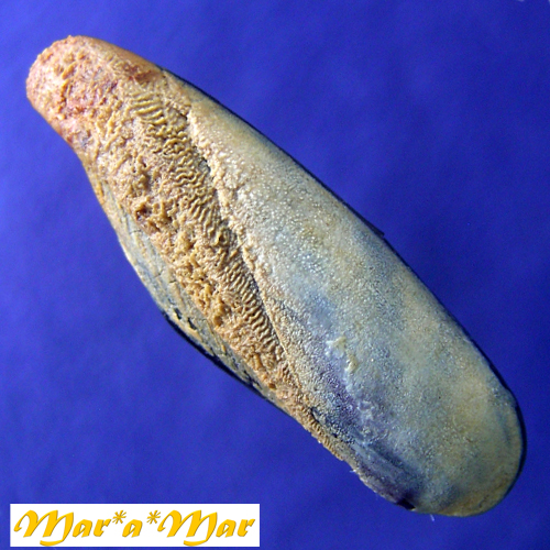 Lithophaga bissulcata (Orbigny, 1842)