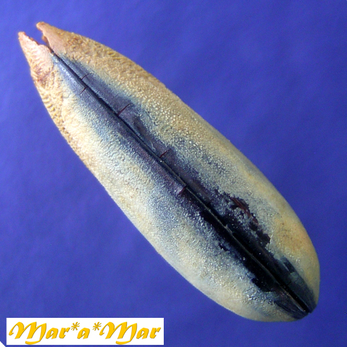 Lithophaga bissulcata (Orbigny, 1842) - Imagem 3