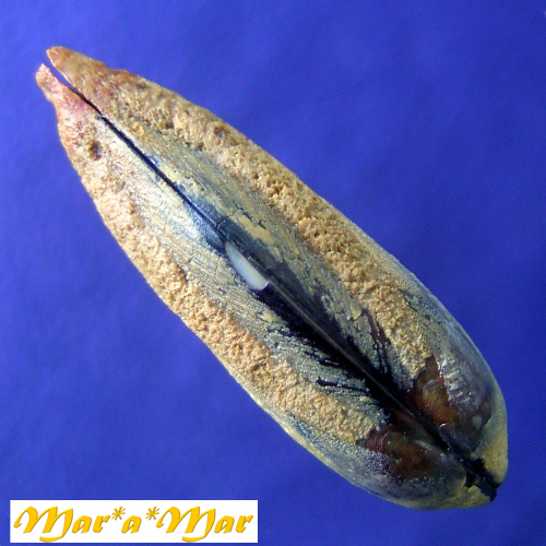 Lithophaga bissulcata (Orbigny, 1842) - Imagem 4