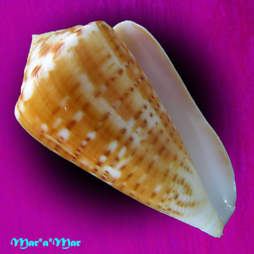 Conus clenchi Martens, 1943