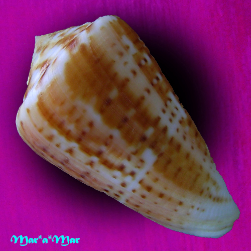 Alternative view of Conus clenchi Martens, 1943