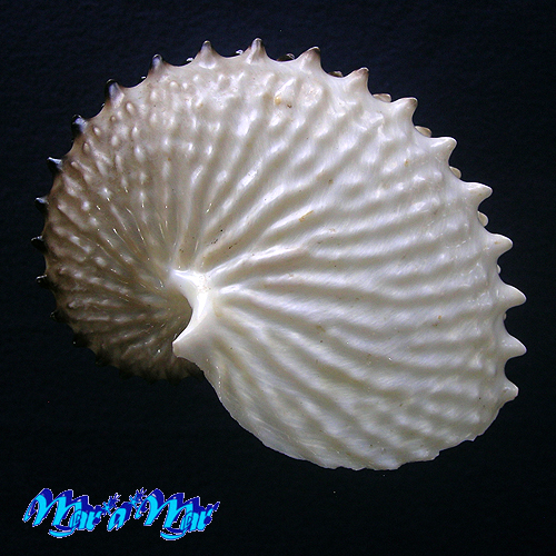 Argonauta nodosa Lightfoot,1786