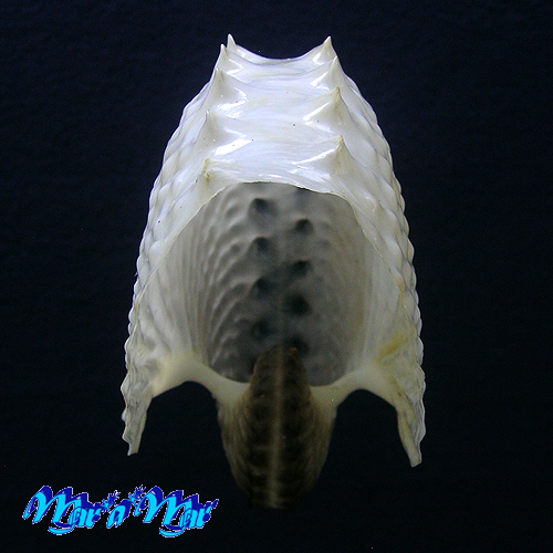 Argonauta nodosa Lightfoot,1786 - Imagem 3