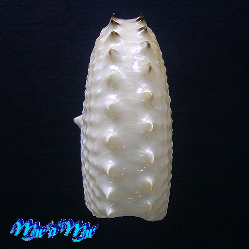 Argonauta nodosa Lightfoot,1786 - Imagem 4