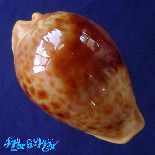 Cypraea (Propustularia) surinamensis aubryana ( Perry, 1811)