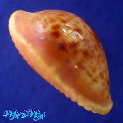 Alternative view of Cypraea (Propustularia) surinamensis aubryana ( Perry, 1811)