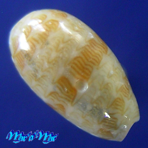 Alternative view of Persicula cf. sagittata (Hinds,1844)