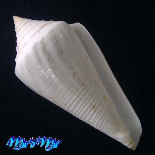 Conus coltrorum Petuch & Myers, 2014