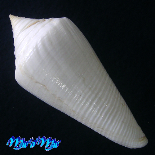 Alternative view of Conus coltrorum Petuch & Myers, 2014