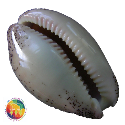 Alternative view of Cypraea (Luria) cinerea brasiliensis Lorenz & Hubert, 1993