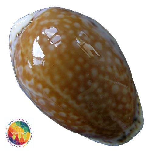 Cypraea acicularis marcuscoltroi (Petuch, 2015)