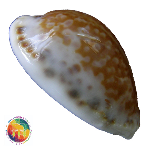 Alternative view of Cypraea acicularis marcuscoltroi (Petuch, 2015)