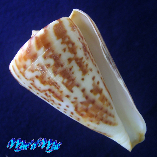 Conus clenchi Martens, 1943