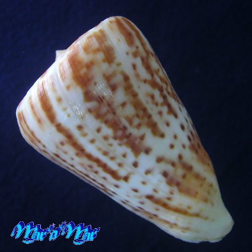 Alternative view of Conus clenchi Martens, 1943