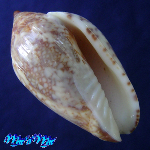 Plicoliva zelindae (Petuch, 1979)