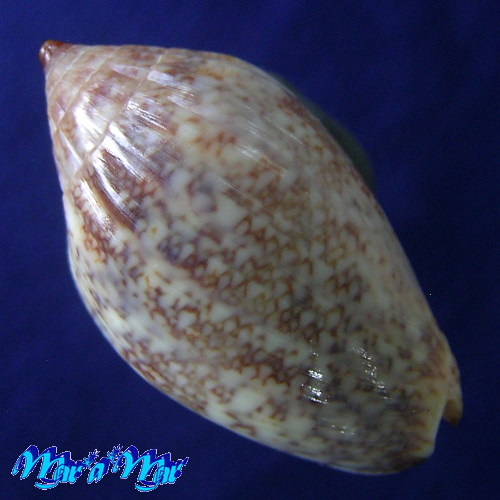 Alternative view of Plicoliva zelindae (Petuch, 1979)