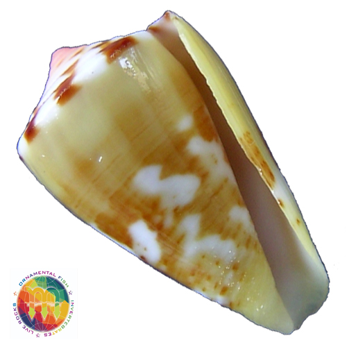 Conus mauricioi Coltro, 2004