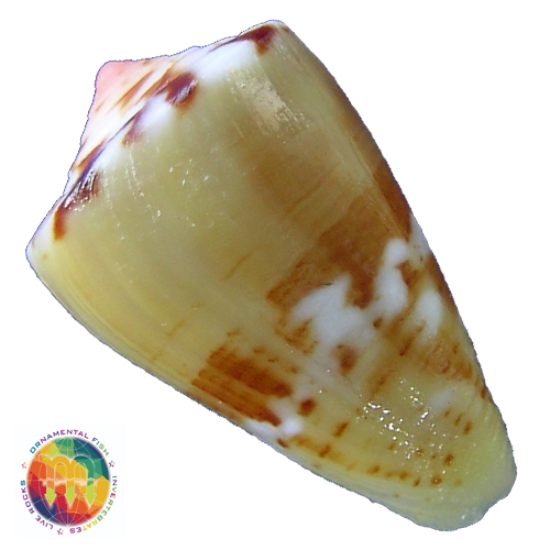 Alternative view of Conus mauricioi Coltro, 2004