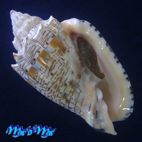 Voluta ebraea Linnaeus, 1758