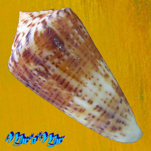 Alternative view of Conus (Lamniconus) petestimpsoni (Petuch & Berschauer, 2016)