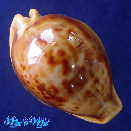Cypraea (Propustularia) surinamensis aubryana ( Perry, 1811)
