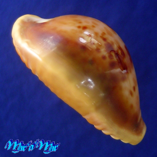 Alternative view of Cypraea (Propustularia) surinamensis aubryana ( Perry, 1811)