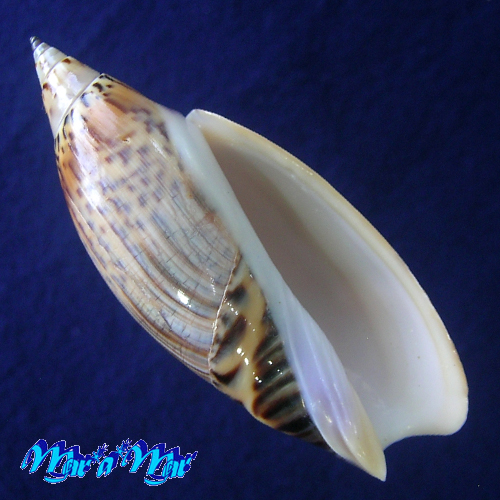 Agaronia travassosi Morretes, 1938