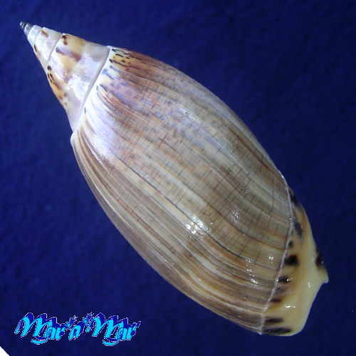 Alternative view of Agaronia travassosi Morretes, 1938