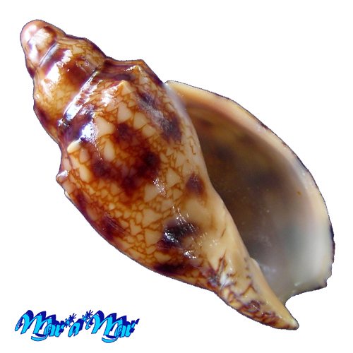 Odontocymbiola macaensis Calvo & Coltro, 1997
