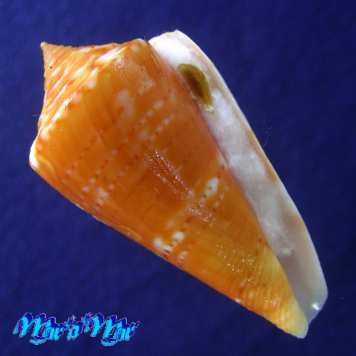 Conus xanthocinctus Petuch, 1986